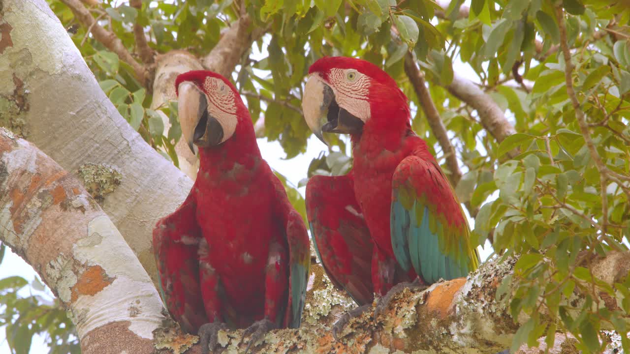 Green-winged macaws in Peru’s Amazon, showcasing stunning feathers and panting behavior due to heat