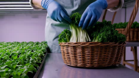 hydroponic vegetable harvest