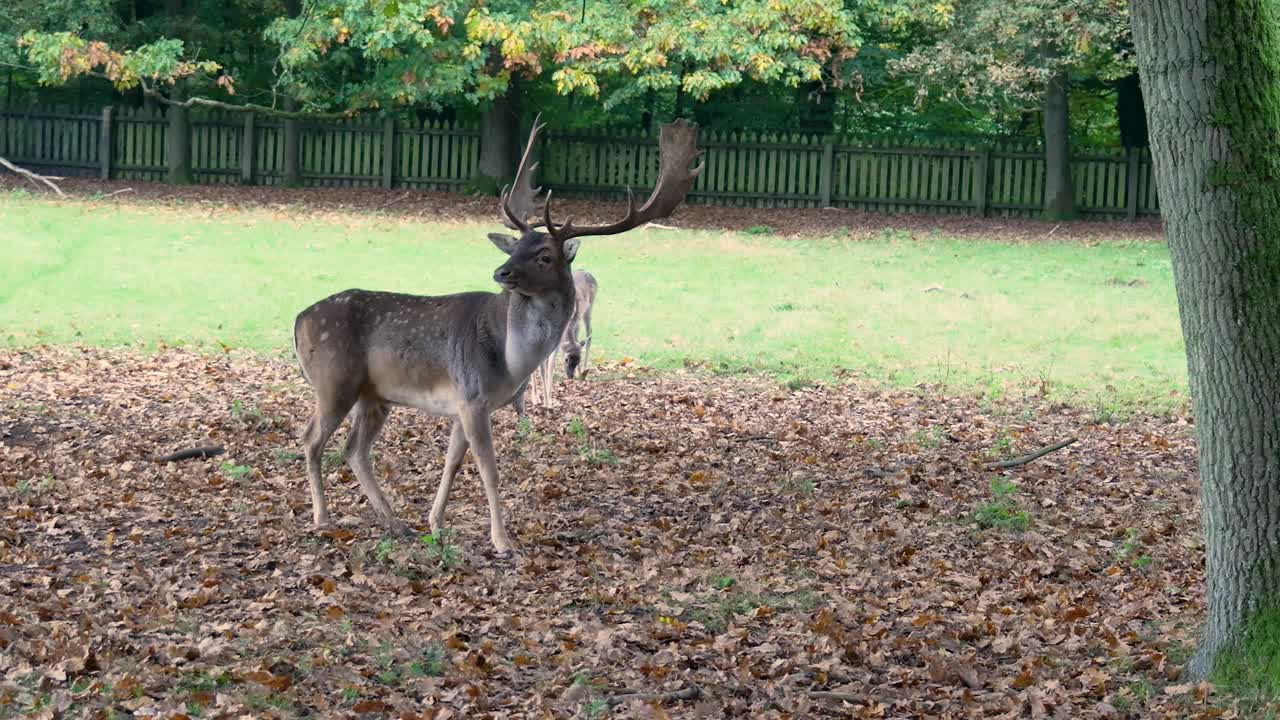 Deer in the Autumn Woods