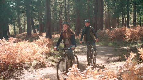 cuatro amigos en bicicleta pasando por un bosque, con luz de fondo