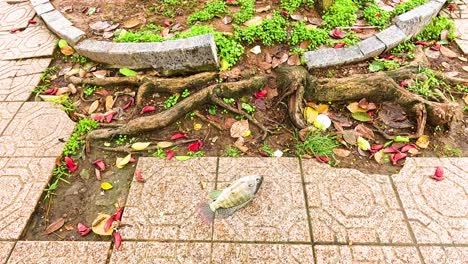 peces tendidos en la acera cerca de las raíces de los árboles