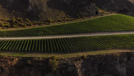 vineyard located on rocky cliff