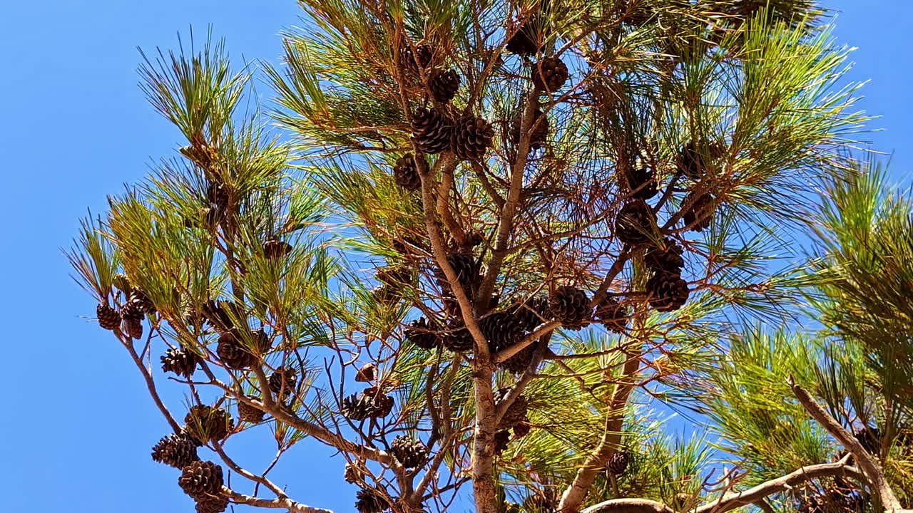 cones de pino mediterráneo en un árbol abeto pinus halepensis mill género cepa