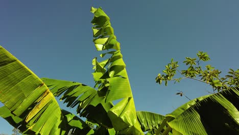 the beautiful and vibrant green leaves of a banana tree against a backdrop of the blue sky