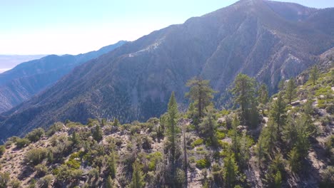 Aerial-over-pinyon-pine-trees-along-a-ridge-in-the-Eastern-Sierra-mountains-near-Lone-PIne-and-the-Owens-Valley-california