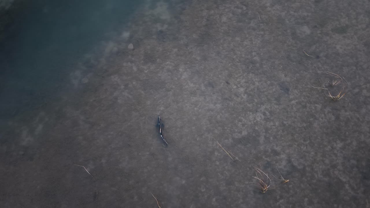 Lone chinook salmon gliding across gravel in shallow clear stream water during seasonal migration