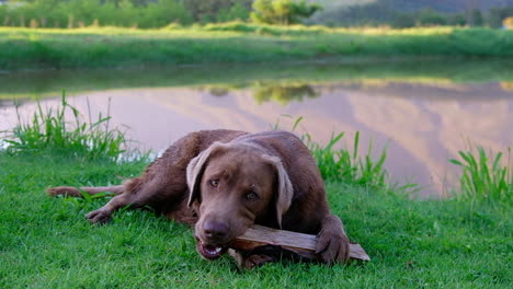 chocolate brown labrador dog chewing on a log in a farm setting