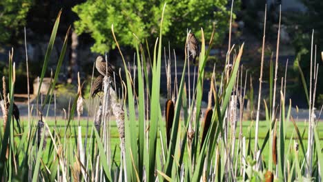 small curious birds jump on green scenic thicket while cars pass behind