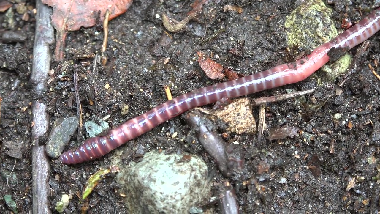 Earthworm Crawling on Moist Soil in Forest