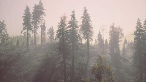 Misty morning in a dense forest showcasing the beauty of nature