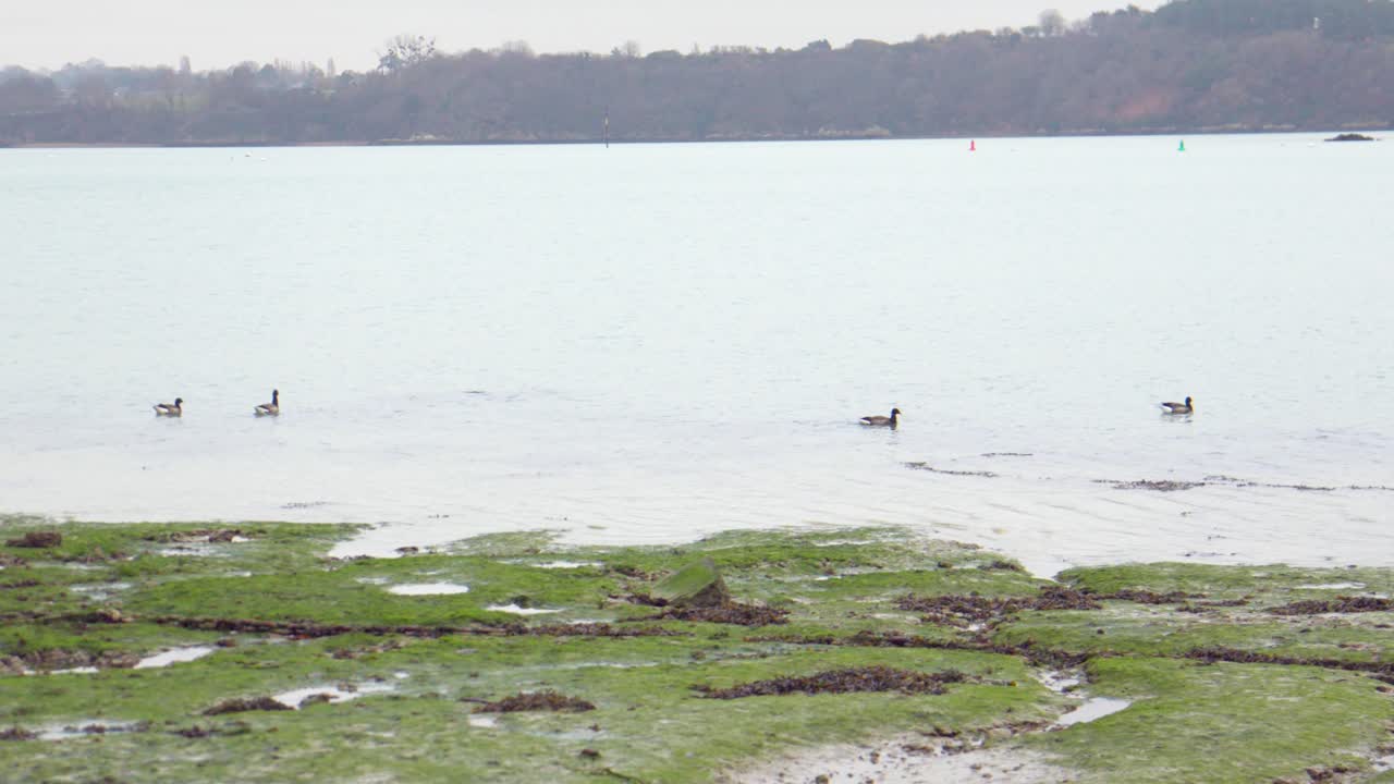 A wider slow-motion shot shows four Brant geese resting calmly near the shore. Mudflats and seaweed are visible in the foreground, evoking a peaceful coastal low tide scene.