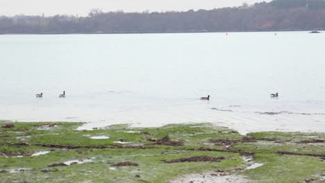a wider slow-motion shot shows four brant geese resting calmly near the shore. mudflats and seaweed are visible in the foreground, evoking a peaceful coastal low tide scene.