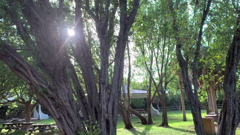 sunbeams pouring majestically through the foliage of the trees