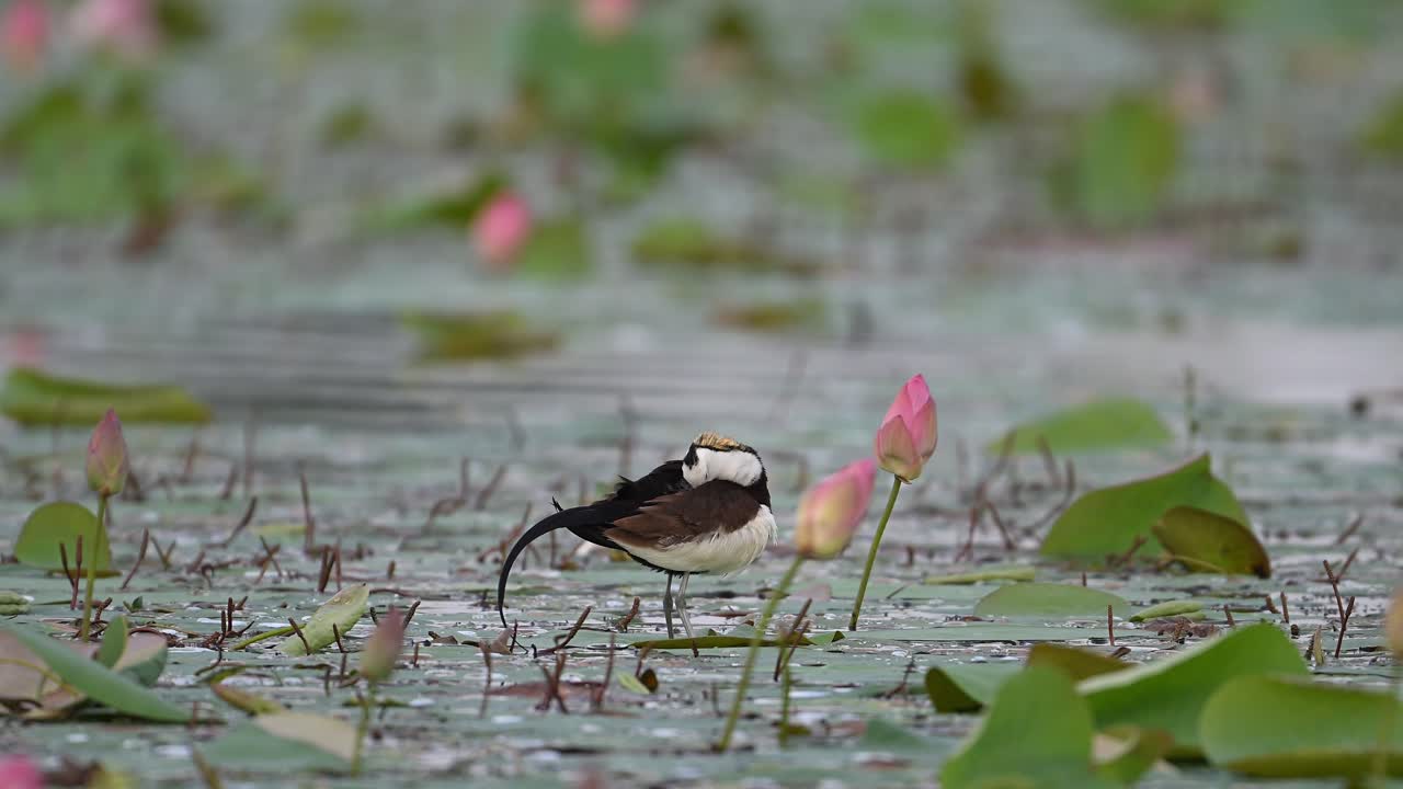 jacana de cola de faisán que se arregla en una hoja flotante de flores de loto