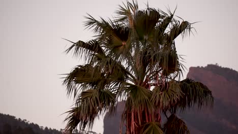 palmera en la palma