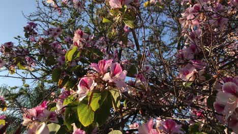 Hermoso-árbol-De-Flores-Con-Flores-Rosas-Y-Cielo-Azul-Con-Pájaros-Cantando