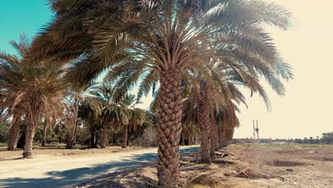 plantación de palmeras deglet nour en la región de biskra, argelia