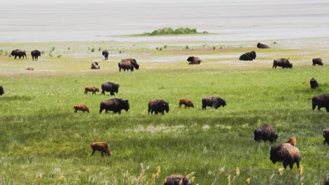 herd of american bison or buffalo on the grassy plain with young spring calves following their mothers - slow motion