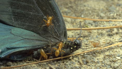 Foto-Macro-De-Hormigas-Trabajando-Juntas-Mientras-Se-Arrastran-Afanosamente-Sobre-Una-Mariposa-Muerta-Y-Quitan-Piezas-Para-Llevarlas-De-Vuelta-A-La-Colonia