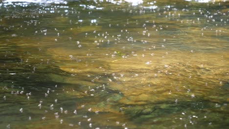 thousands of mosquitos are flying above an fresh austrian river