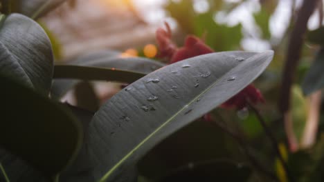 Raindrops-on-tropical-plant-leaf,-orbit-handheld-view