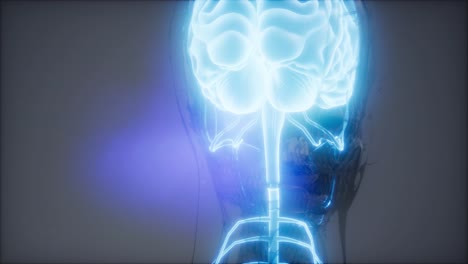 Examen-De-Radiología-Del-Cerebro-Humano