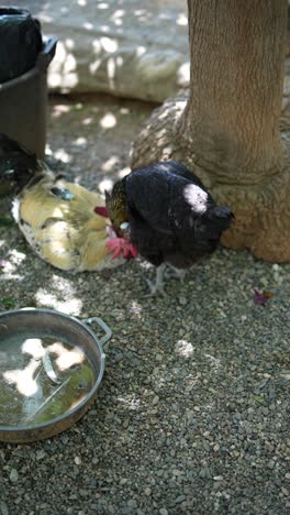 chickens in a garden