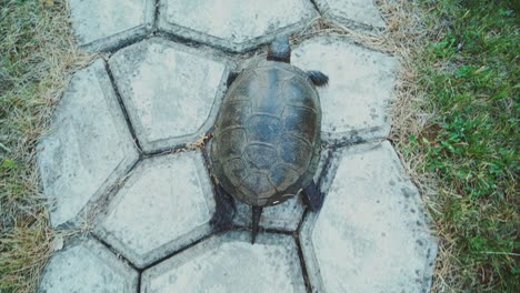 turtle walking on the way.