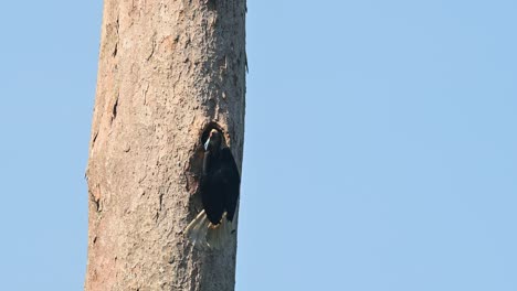 Cálao-Coronado,-Rhyticeros-Undulatus,-Hembra,-Parque-Nacional-Khao-Yai,-Tailandia