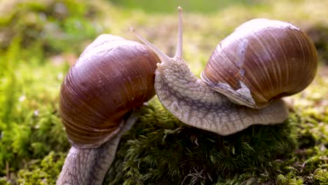 Helix-Pomatia-También-Caracol-Romano,-Caracol-De-Borgoña