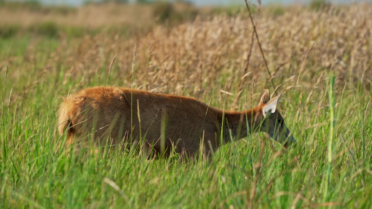 Side view of marsh deer moving slowly through tall green grass in Parque Nacional Ibera, Corrientes, Argentina