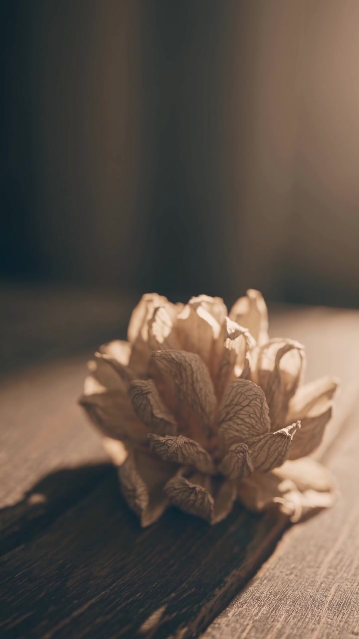 Fiore essiccato appoggiato su una superficie di legno alla luce soffusa del sole