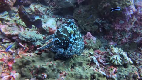 pulpo salta entre arrecifes de coral en cámara lenta