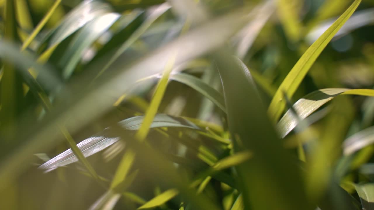 카메라가 해가 뜨는 빛에 신선한 녹색 풀을 통해 이동