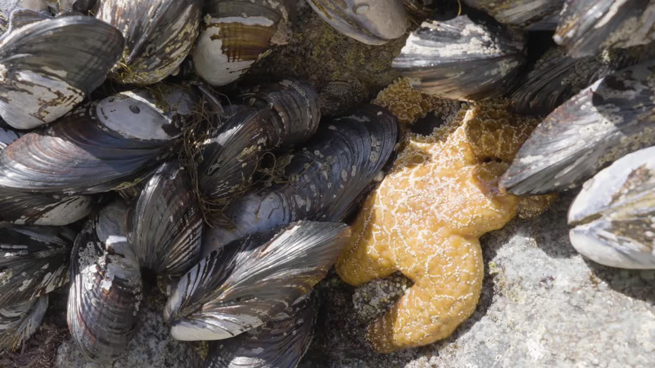 Orange starfish on a rock at low tide among a bunch of muscles