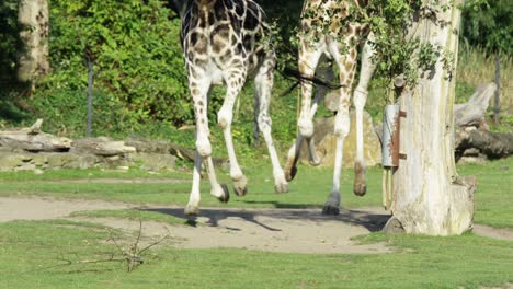 two giraffes run towards the camera, warm and sunny day, nature and jungle, red 4k