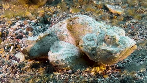 flasher scorpionfish walks left to right over sandy bottom in indo-pacific