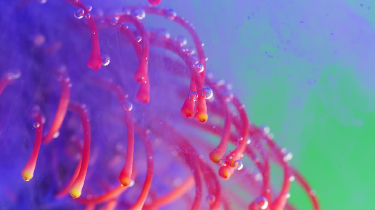 Close-up of a Pincushion Plant with Bubbles and Colored Water
