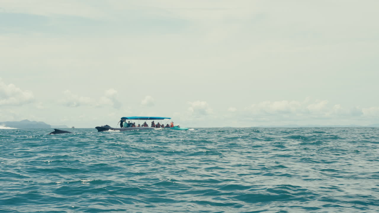 Whale watching tour on the ocean