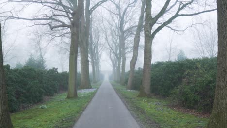 misty path through a woodland alley