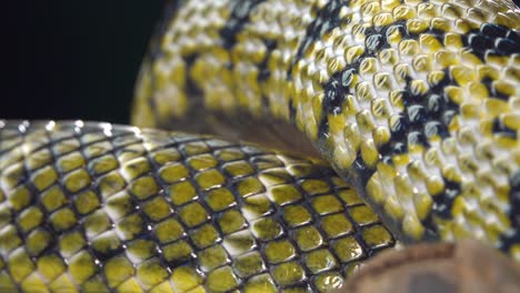 close-up of a snake's patterned scales