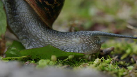 closeup of head of garden snail crawling across floor, with tentacles and eyes