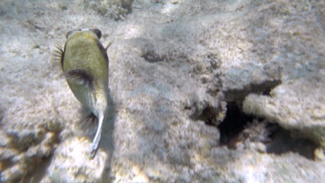 Siguiendo-A-Los-Peces-Nadando-En-El-Arrecife-De-Coral