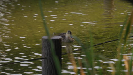 Eastern-Spot-billed-Duck-In-Calm-Pond-Water