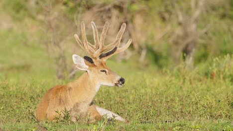 tranquilo ciervo de los pantanos, blastocerus dichotomus inactivo en su hábitat natural, tomando el sol y durmiendo una siesta en un campo cubierto de hierba lleno de vegetación, ocasionalmente agitando sus orejas para disuadir a los insectos