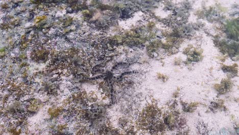 starfish walking through ocean bottom