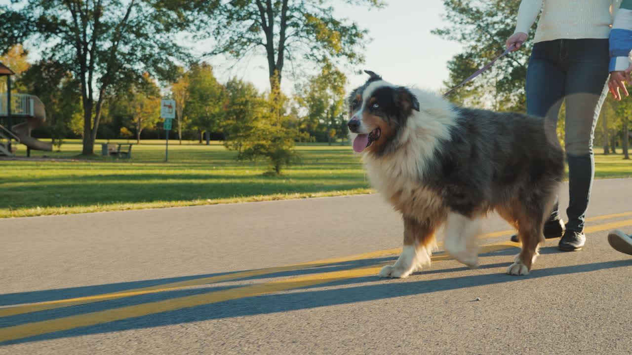 perro siendo sacado a pasear