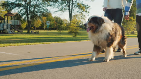 Hund-Geht-Spazieren