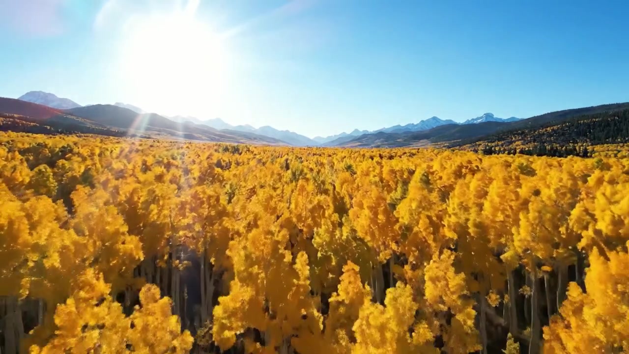 Splendide vedute aeree di vivaci foreste autunnali baciate dal sole, che mostrano un mare di alberi dorati su maestosi sfondi montani.