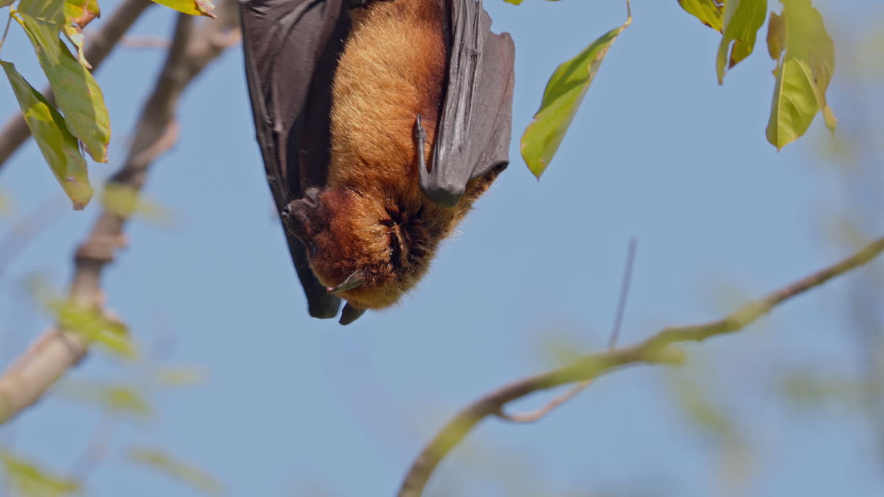 An Indian flying fox hanging from the tree branch and yawning, frugivorous bat, keoladeo bird sanctuary, India, close up shot.